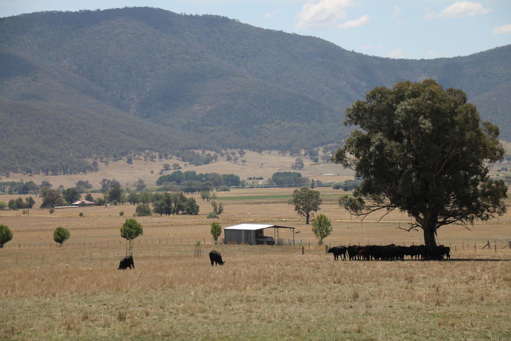 Corryong Mountain View Motel المظهر الخارجي الصورة